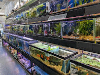 All in 1 Petshop - Photo 7 - Car repair in Brooklyn, NY, New York