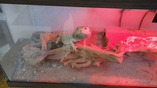 Used Car Dealer «Veracity Auto Center», reviews and photos, 1963 Austin Hwy, San Antonio, TX 78218, USA