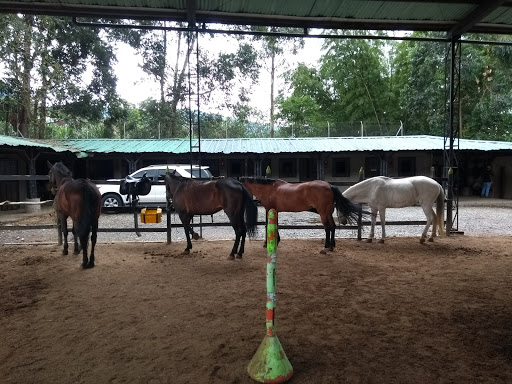 Club De Equitación Los Potrillos