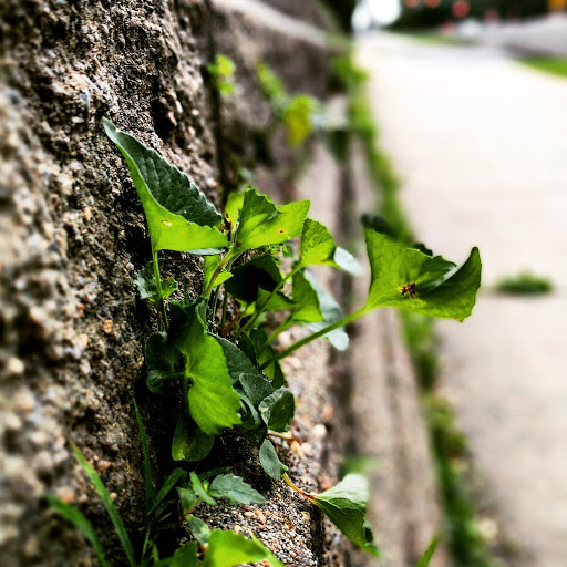 Supermarket «ALDI», reviews and photos, 2537 County Highway 10,, Mounds View, MN 55112, USA