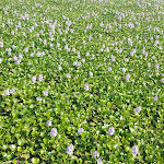 Photo n°2 de l'avis de Mario.u fait le 23/09/2018 à 19:29 sur le  Churrasqueira CUCO | Residencial à Praia de Mira