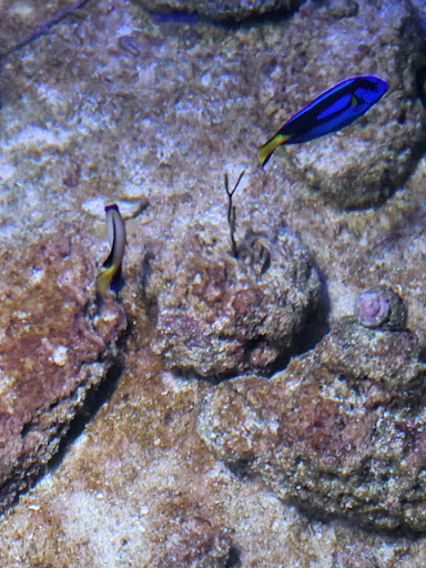 Tropical Fish Store «Best Fish», reviews and photos, 1335 N Doctor M.L.K. Dr, Milwaukee, WI 53212, USA