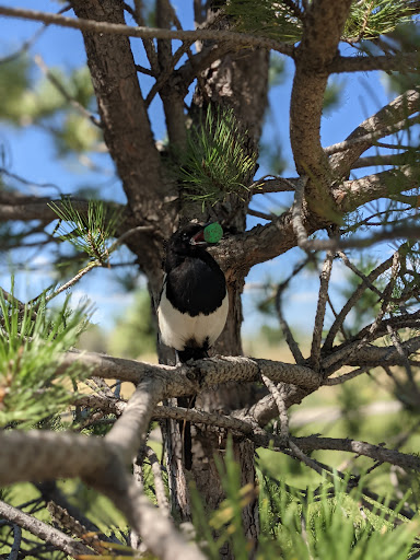 Park «Carpenter Park», reviews and photos, 3498 E 112th Ave, Thornton, CO 80233, USA