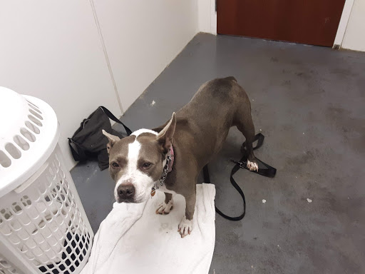 Pet Supply Store «All About Dogs & Cats LLC», reviews and photos, 1429 S Glenstone Ave, Springfield, MO 65804, USA