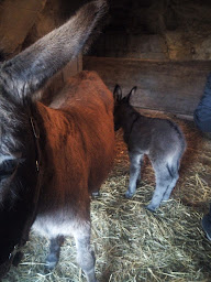 Photo n°2 de la seigneurie à Chemellier ()