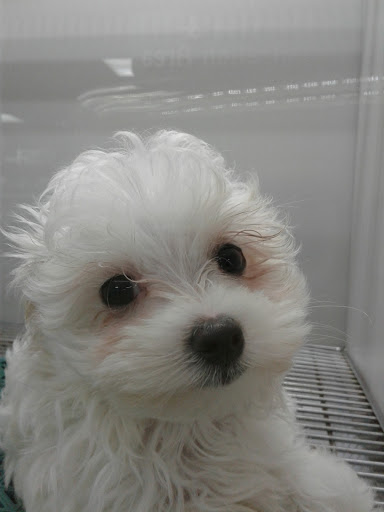 Pet Store «Petland Fairfax», reviews and photos, 9404 Main Street, Fairfax, VA 22031, USA