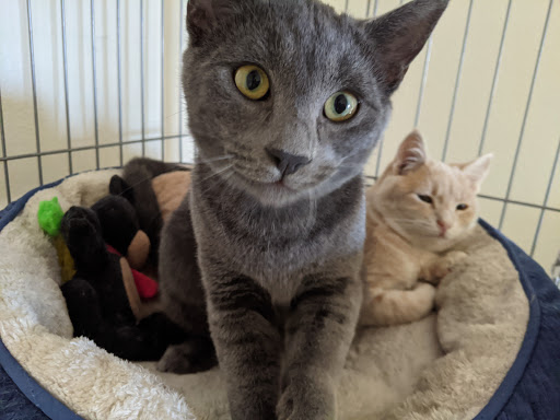 Thrift Store «Companion Animal Foundation», reviews and photos, 88 Sunnybrae Center, Arcata, CA 95521, USA