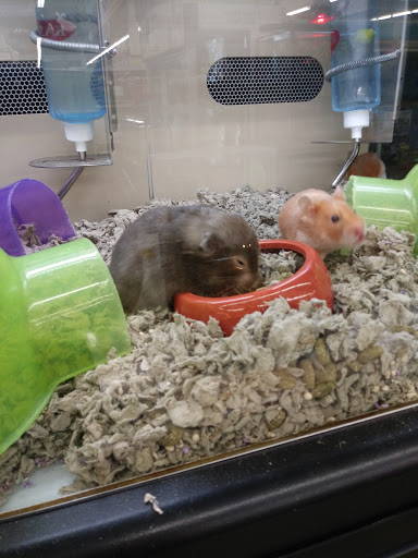 Pet Supply Store «Pet Supplies Plus», reviews and photos, 5348 Dixie Hwy, Waterford Twp, MI 48329, USA