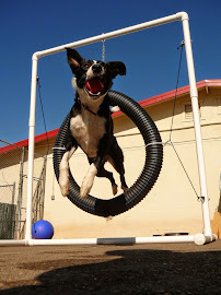 Best Friends Pet Hotel - Photo 2 - Car repair in Carmichael, CA, Sacramento