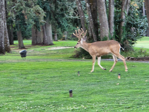 Golf Course «Meadow Park Golf Course», reviews and photos, 7108 Lakewood Dr W, Tacoma, WA 98467, USA