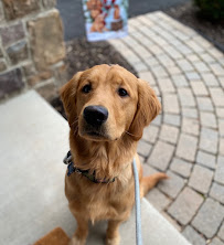Nearme Dog Walking & Pet Care - Photo 2 - Car repair in , Allentown