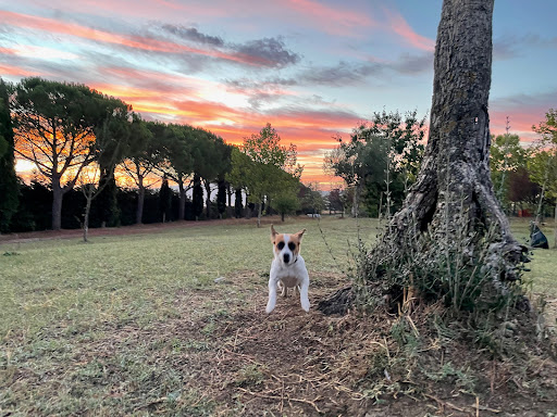 Pensioni per cani e dog hotel a parco dei re