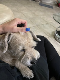 A Pet Lover's Sitting Service - Photo 2 - Car repair in Katy, TX, Houston