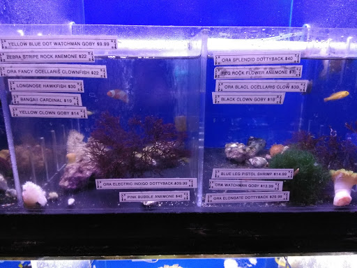 Pet Store «Discount Pets & Supplies», reviews and photos, 211 Hancock Bridge Pkwy, Cape Coral, FL 33990, USA