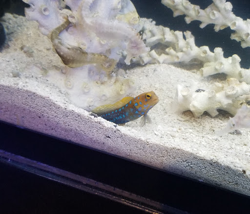 Tropical Fish Store «Wet Pets», reviews and photos, 520 Hartford Turnpike # X, Vernon, CT 06066, USA