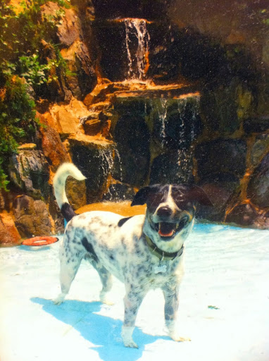 Pet Boarding Service «About Pets Center», reviews and photos, 1604 Conehurst Blvd, Salem, VA 24153, USA