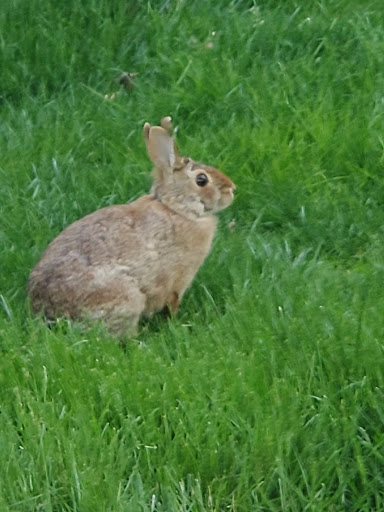 Park «East Boston Memorial Park», reviews and photos, 143 Porter St, Boston, MA 02128, USA