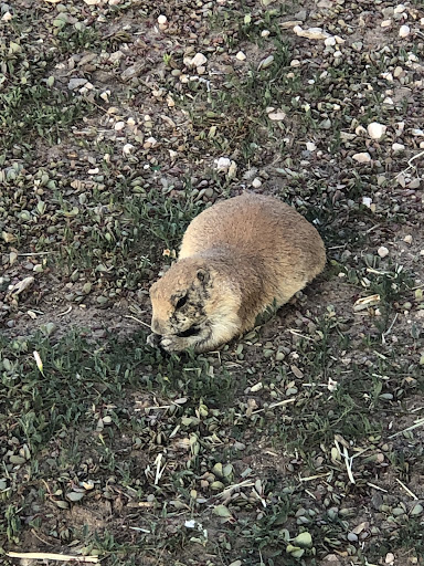 Wildlife Park «Prairie Dog Town», reviews and photos, MacKenzie Park Rd, Lubbock, TX 79401, USA