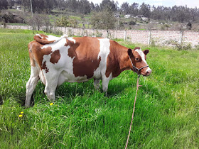 Vacas de alta Producción Teresa Córdova