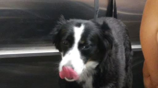 Pet Supply Store «Pet Supplies Plus», reviews and photos, 126 E Main St, Smithtown, NY 11787, USA