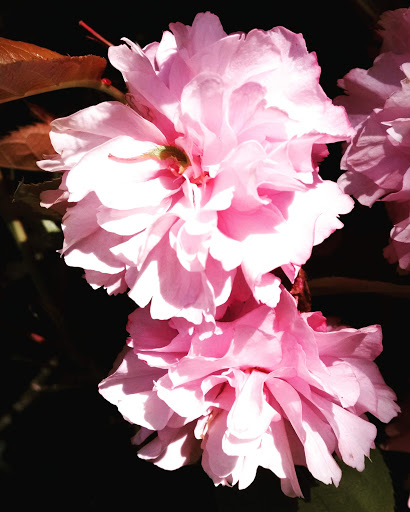 Park «Gamebird Park», reviews and photos, 1500 Mallard Ave, Springfield, OR 97477, USA