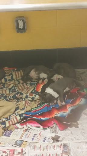 Animal Shelter «One of A Kind Pet Rescue», reviews and photos, 1929 W Market St, Akron, OH 44313, USA