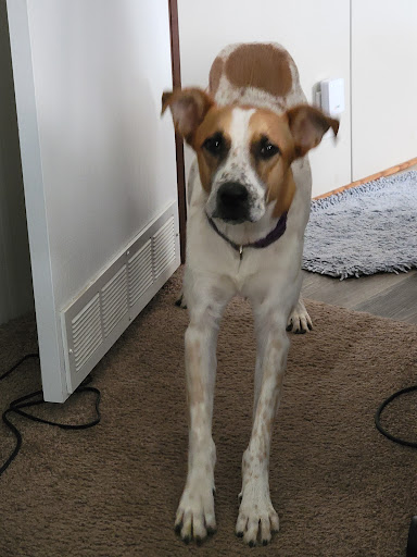 Hurtsboro Veterinary Clinic