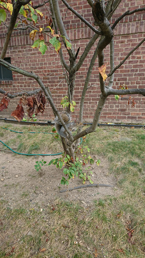 Park «Travers Park», reviews and photos, 76-9 34th Ave, Jackson Heights, NY 11372, USA