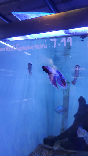 Tropical Fish Store «Ocean Blue Aquarium», reviews and photos, 2246 Aloma Ave, Winter Park, FL 32792, USA