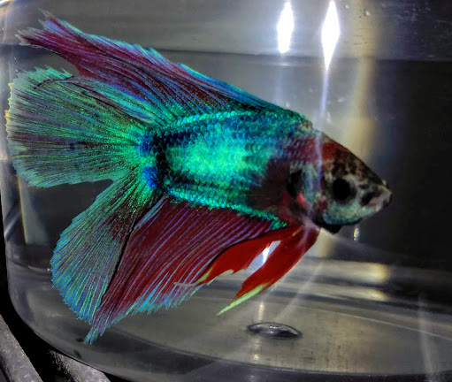 Pet Supply Store «Petco Animal Supplies», reviews and photos, 125 Lincoln Hwy, Exton, PA 19341, USA