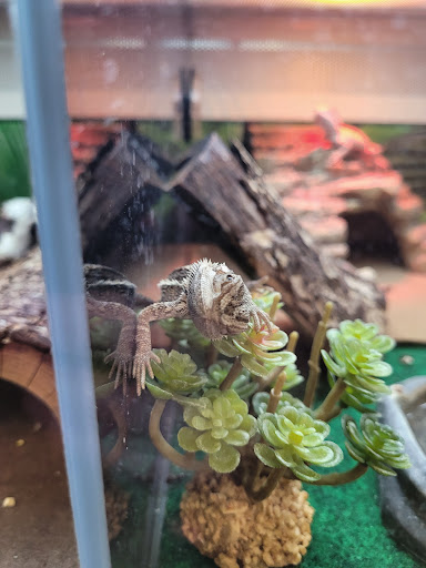 Pet Supply Store «PetSmart», reviews and photos, 5640 Cedar Lake Rd, Minneapolis, MN 55416, USA