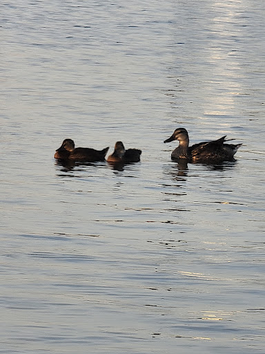 Park «Glendale Heroes Regional Park», reviews and photos, 83 W Bethany Home Rd, Glendale, AZ 85303, USA