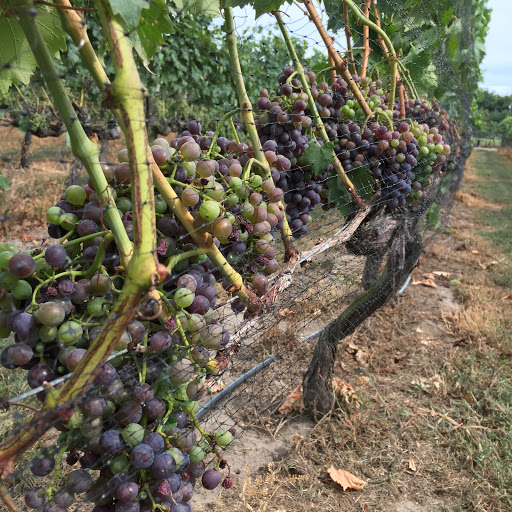 Winery «Turdo Vineyards», reviews and photos, 3911 Bayshore Rd, Cape May, NJ 08204, USA