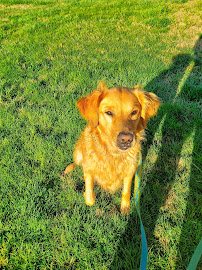 Pawsitive Adventures WNC - Photo 5 - Car repair in Hendersonville, NC, Asheville