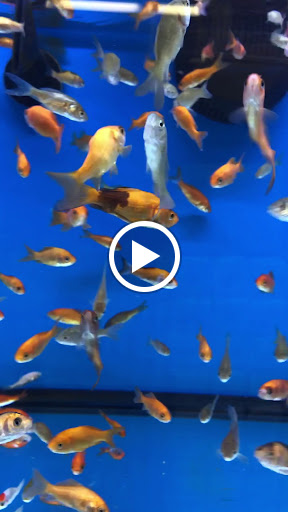 Pet Supply Store «Petco Animal Supplies», reviews and photos, 3194 FM407, Highland Village, TX 75077, USA