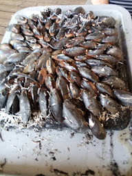 Photo n°24 de La Maline à L'Éguille ()