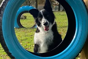 Blackdown Hills Puppy and Dog Activity Park image
