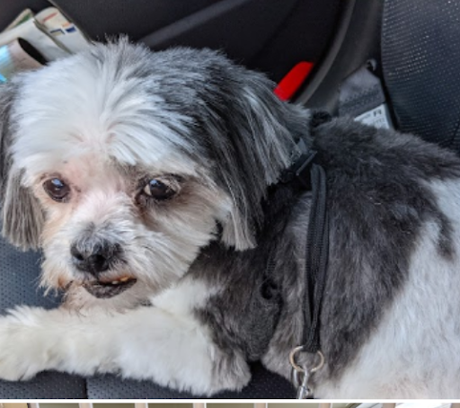 Pet Store «Back To Nature Pets & Grooming», reviews and photos, 110 N Dupont Hwy, New Castle, DE 19720, USA