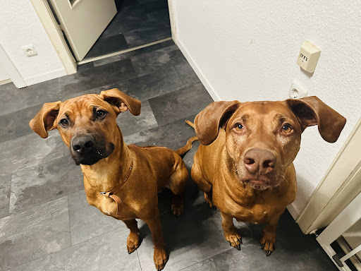 Tierarztpraxis in Barmstedt - Birgit Geisler unter Barmstedt, 