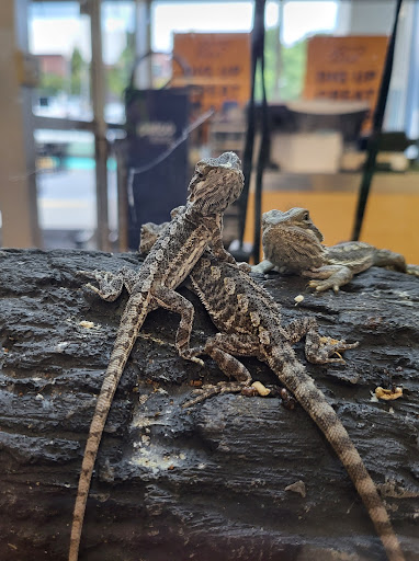 Pet Supply Store «Petco Animal Supplies», reviews and photos, 5938 Roswell Rd NE, Sandy Springs, GA 30328, USA