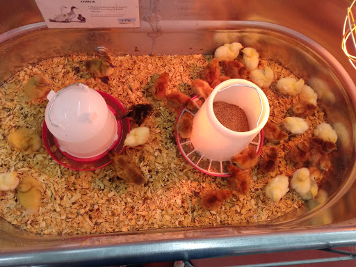 Home Improvement Store «Tractor Supply Co.», reviews and photos, 90 Marketplace Dr, Newnan, GA 30265, USA