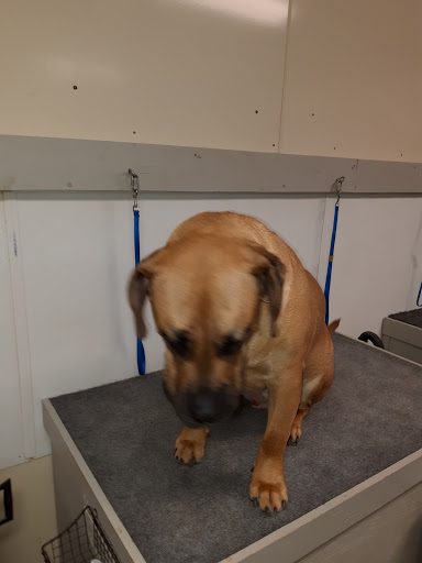 Pet Groomer «U Dirty Dog», reviews and photos, 232 Stevens Entry, Peachtree City, GA 30269, USA