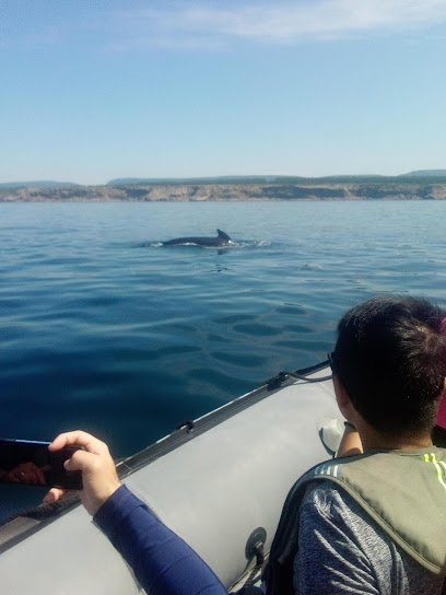 Captain Zodiac Whale Cruise in Cheticamp