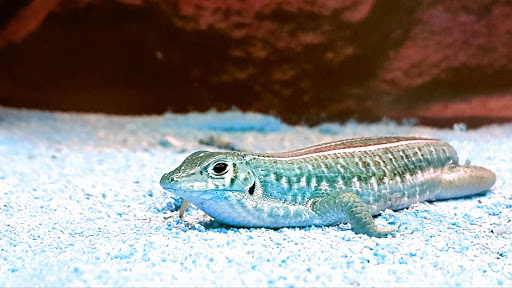 Pet Supply Store «Petco Animal Supplies», reviews and photos, 7901 Lansdowne Ave #1009a, Upper Darby, PA 19082, USA