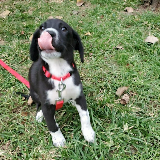 Insurance Agency «Robin Brown - State Farm Insurance Agent», reviews and photos