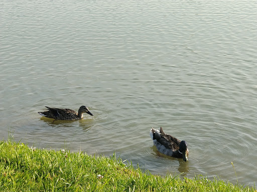 Park «Cottell Park», reviews and photos, 5847 Irwin Simpson Rd, Mason, OH 45040, USA