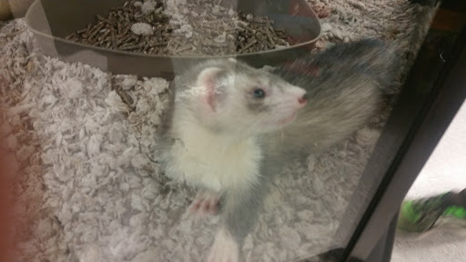 Pet Supply Store «Petco Animal Supplies», reviews and photos, 200 Edwards Blvd b, Lake Geneva, WI 53147, USA