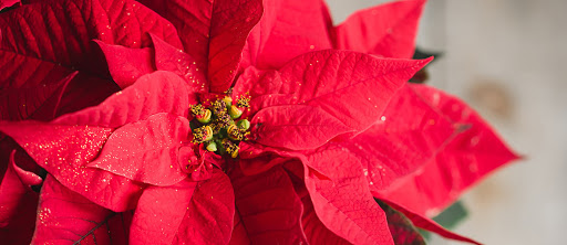 Grocery Store «Schnucks», reviews and photos, 141 Hilltown Village Center, Chesterfield, MO 63017, USA