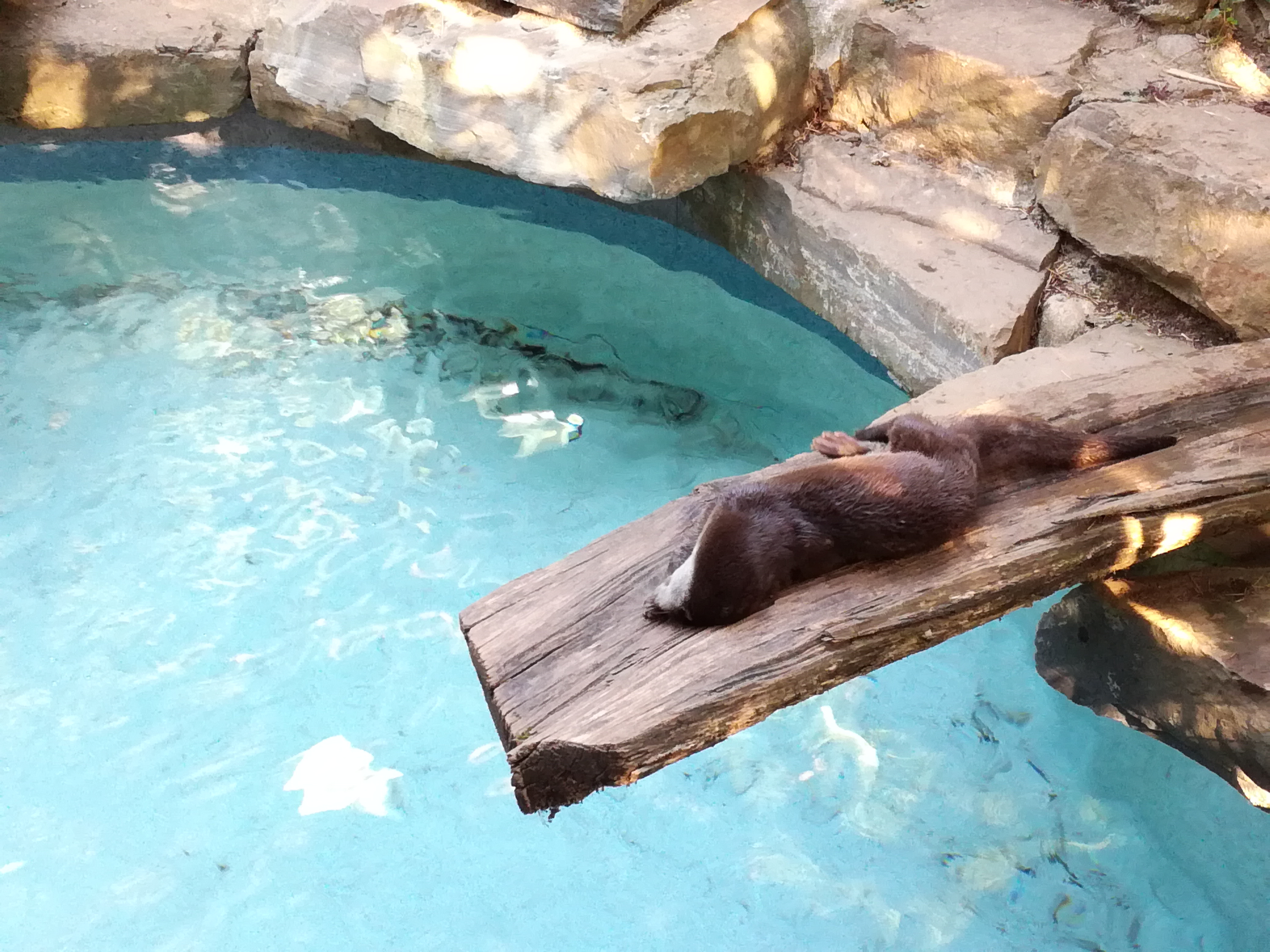 Photo n° 6 de l'avis de Belasco.i fait le 09/08/2021 à 10:20