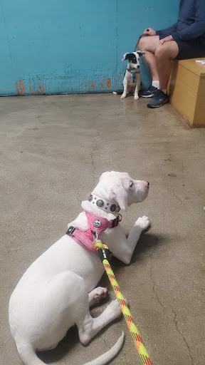 Pet Supply Store «Petco Animal Supplies», reviews and photos, 12800 Ventura Blvd, Studio City, CA 91604, USA